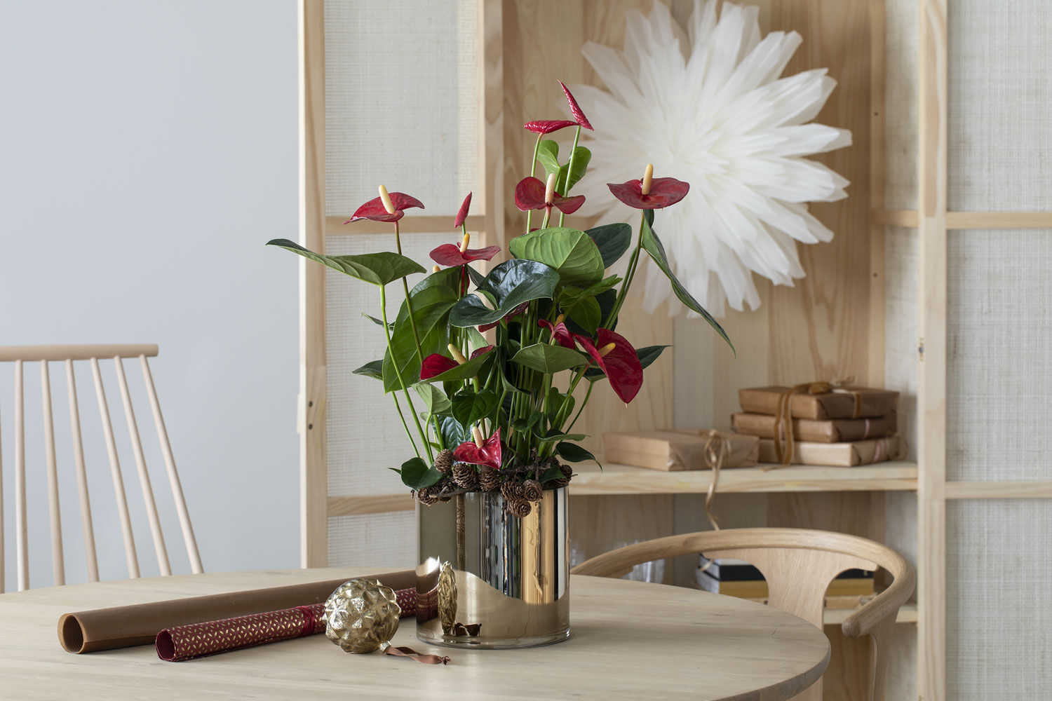 Anthurium Anthurium